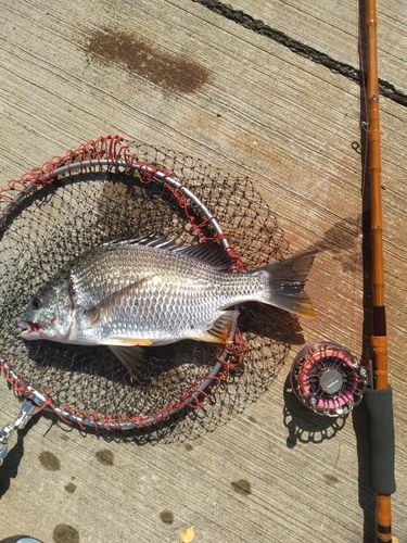 キビレの釣果