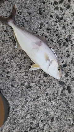 ネリゴの釣果
