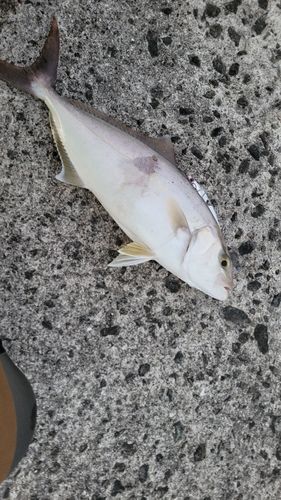 ネリゴの釣果