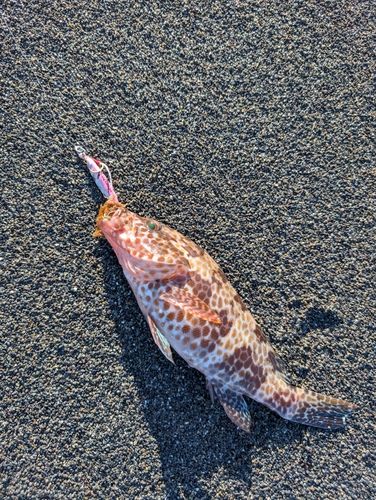 オオモンハタの釣果