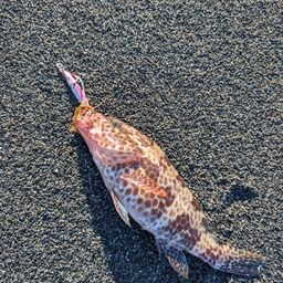 オオモンハタ