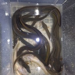 ニホンウナギ