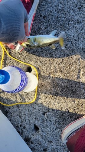 カナフグの釣果