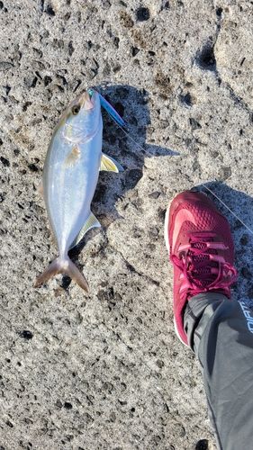 ネリゴの釣果