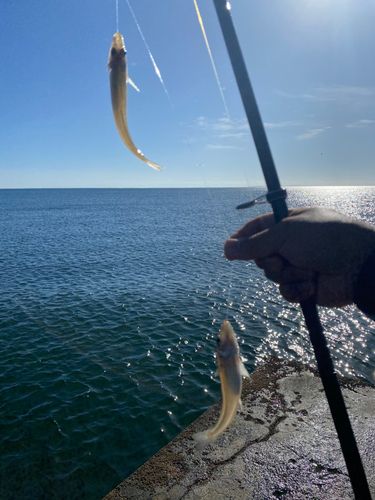 キスの釣果