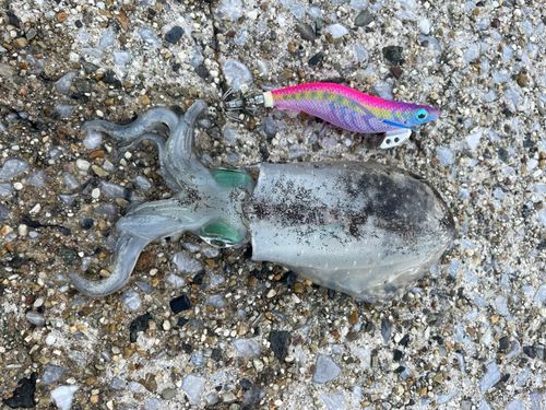 アオリイカの釣果
