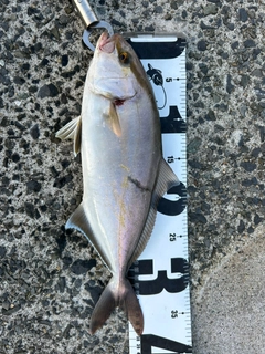 ショゴの釣果