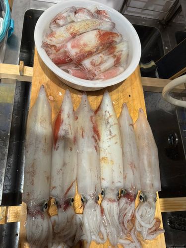 ケンサキイカの釣果