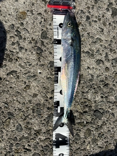 サゴシの釣果