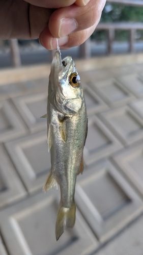 セイゴ（マルスズキ）の釣果