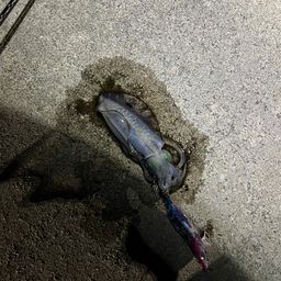 アオリイカ