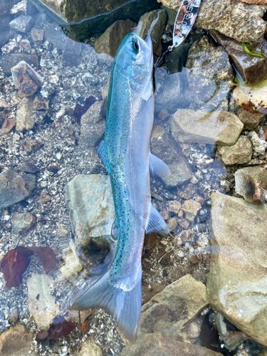 ニジマスの釣果