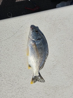 キビレの釣果