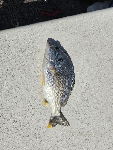 中浜名湖