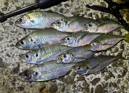 アジの釣果