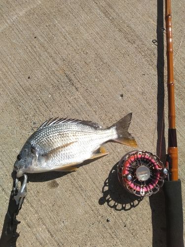 キビレの釣果