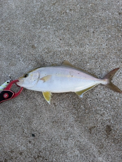 ネリゴの釣果