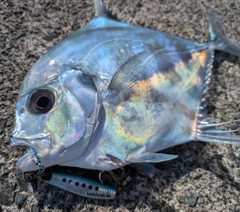 イトヒキアジの釣果