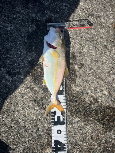 シオの釣果