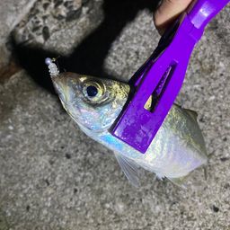 アジ