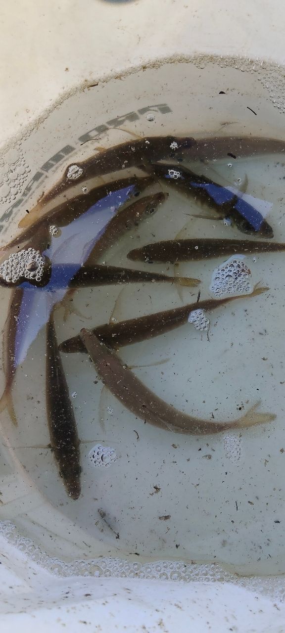 アジ
