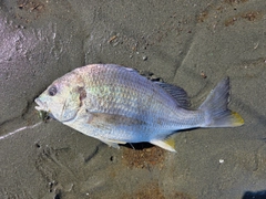 キビレの釣果