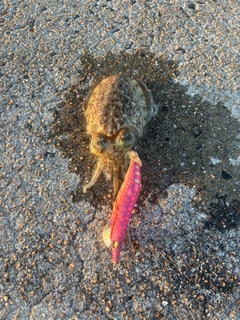 コウイカの釣果