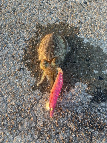 コウイカの釣果