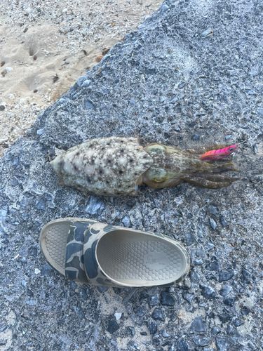コブシメの釣果