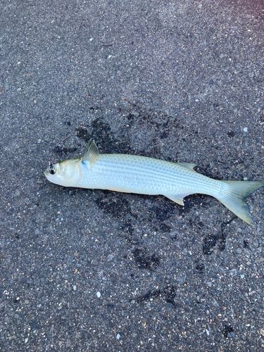 ボラの釣果