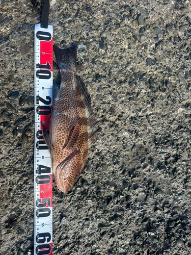 オオモンハタの釣果