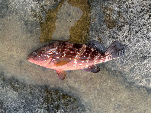 キジハタの釣果