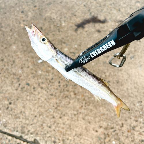 カマスの釣果