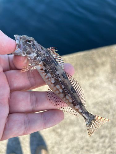 アナハゼの釣果
