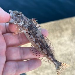 アナハゼ