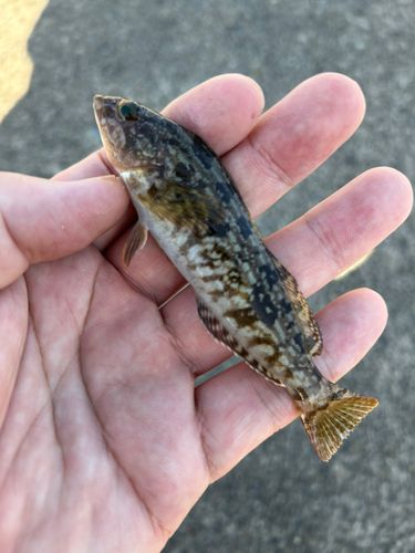 アイナメの釣果
