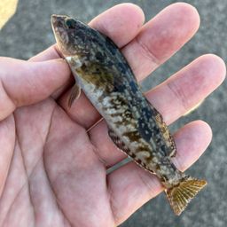 アイナメ