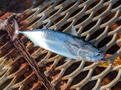ソウダガツオの釣果