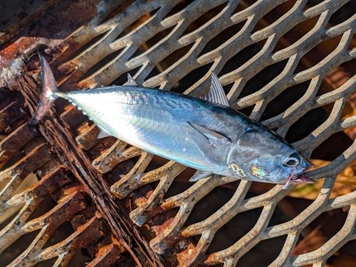 ソウダガツオの釣果