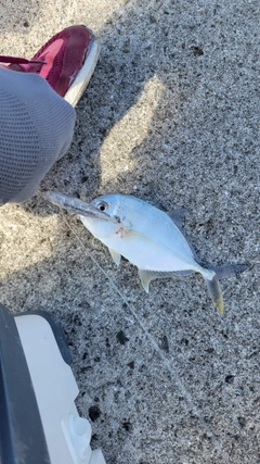 メッキの釣果