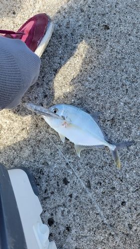 メッキの釣果