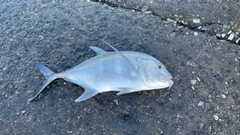 ロウニンアジの釣果