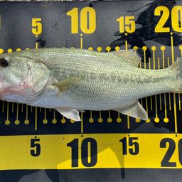 ラージマウスバス