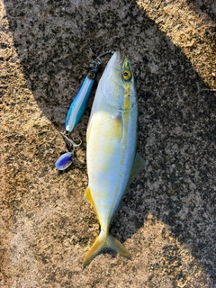 ツバスの釣果
