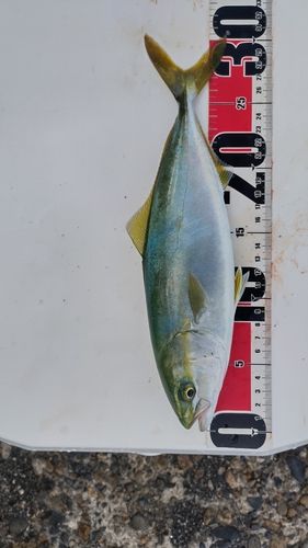 ワカシの釣果
