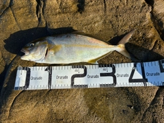 ネリゴの釣果