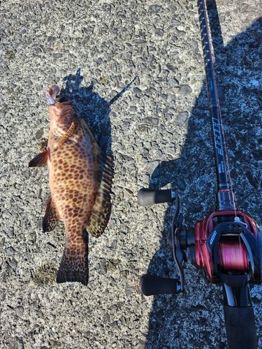 オオモンハタの釣果