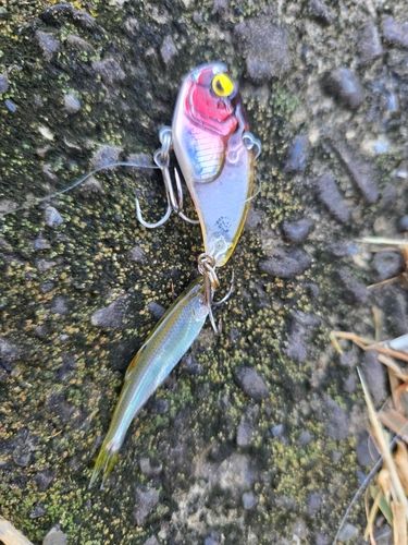 カワムツの釣果