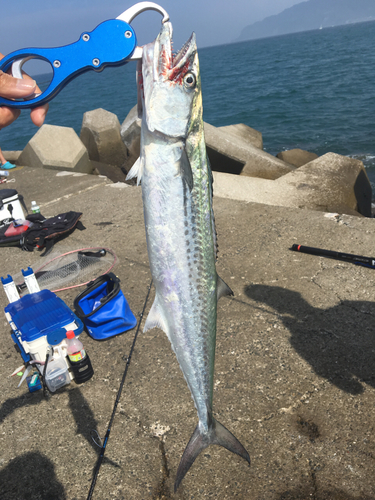 サゴシの釣果