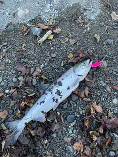 アキアジの釣果